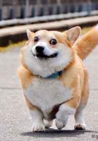 Đối Tượng Thầm Mến Mắng Tôi Liếm Cẩu Sau Đó Biến Thành Cẩu