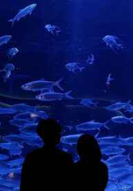 Học Bá Và Thái Tử Gia